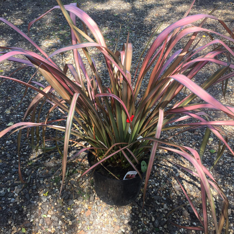 Phormium 'Rainbow Maiden' - 7.5ltr