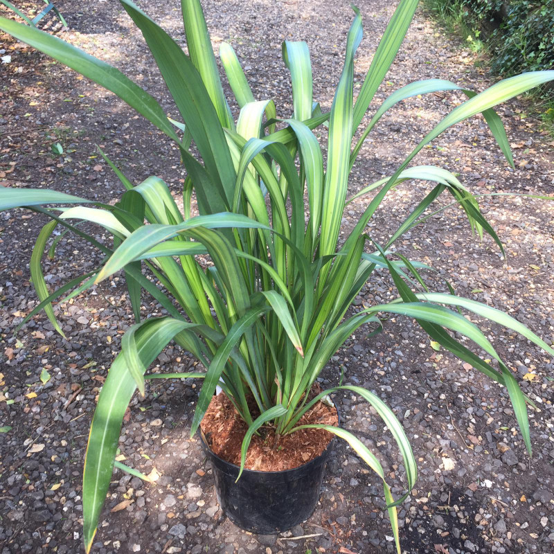 Phormium 'Yellow Wave' - 5ltr