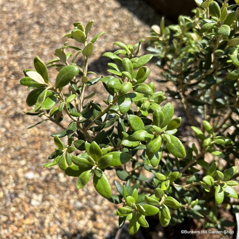 Olearia haastii (Daisy Bush) - 3ltr