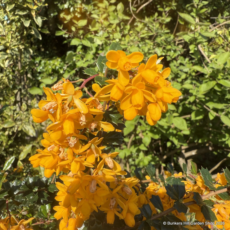 Berberis darwinii (Darwin's barberry) - 10ltr