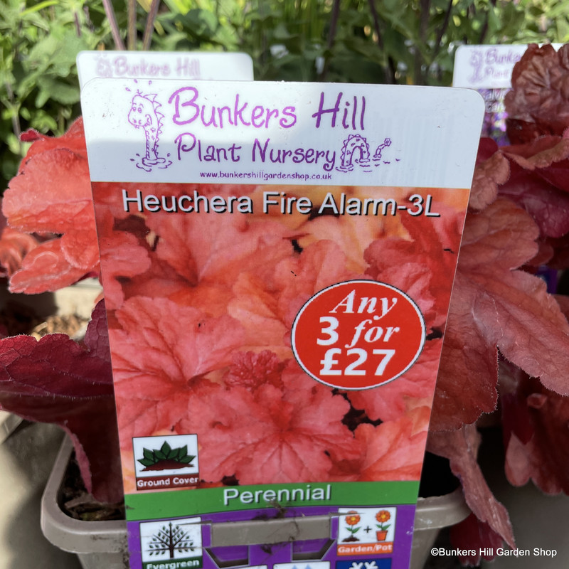 Heuchera 'Fire Alarm' 3ltr pot