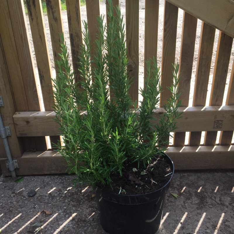 Rosmarinus officinalis (Rosemary) - 10ltr