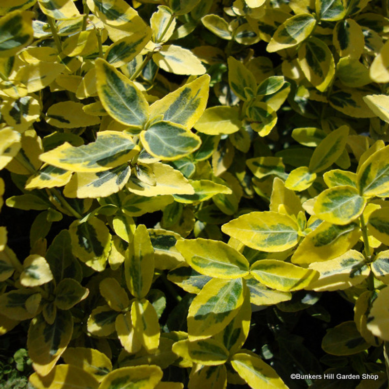 Euonymus 'Emerald & Gold' - 5ltr