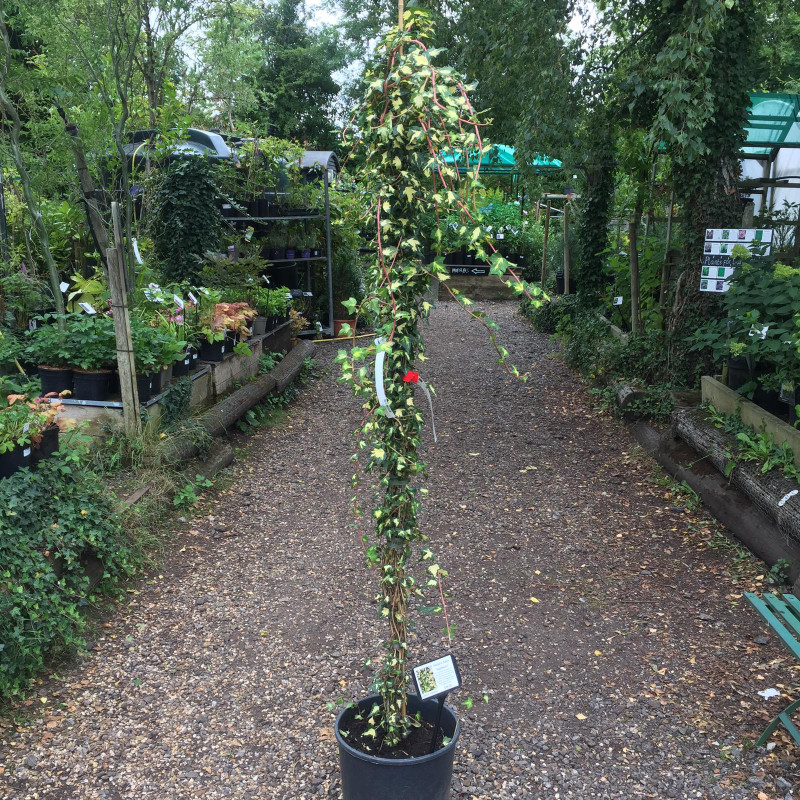 Hedera helix 'Goldheart' (Ivy) - 5ft cane