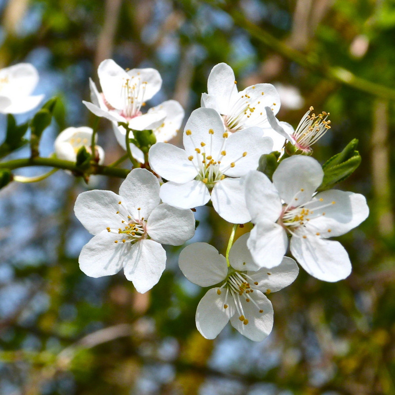 Prunus 'Snow Goose' (Flowering Cherry) 175/200cm (10ltr)