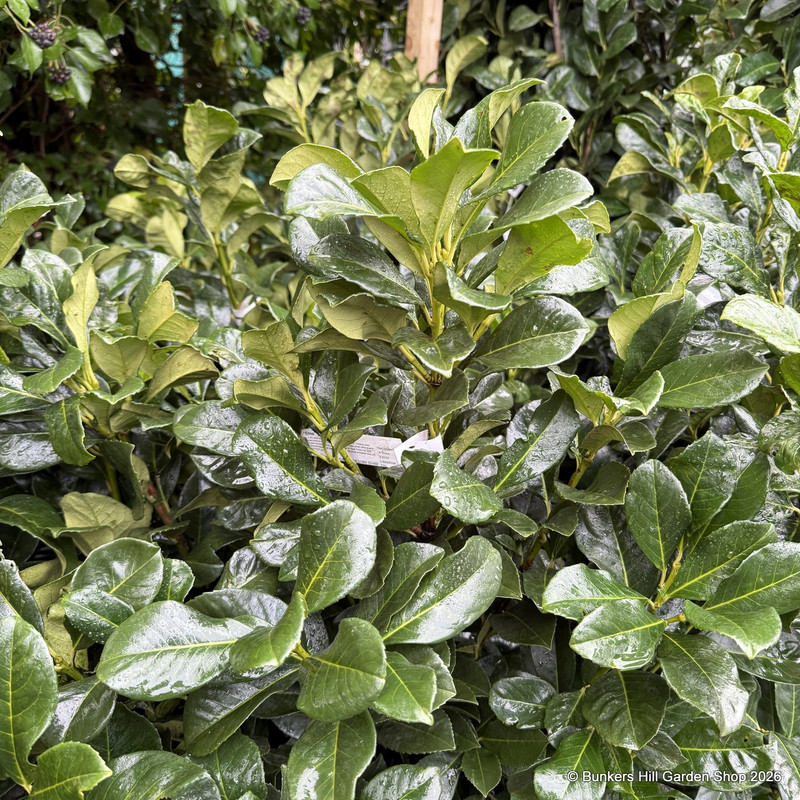 Prunus laurocerasus 'Etna' (Cherry Laurel) -  5L