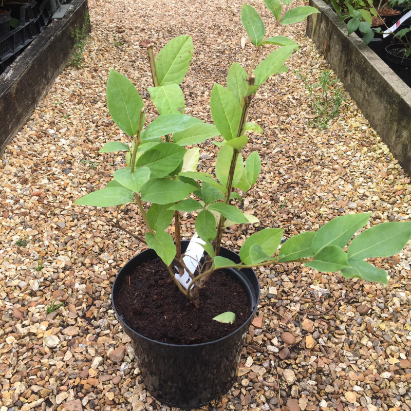 Lonicera fragrantissima (Winter Honeysuckle) - 3L