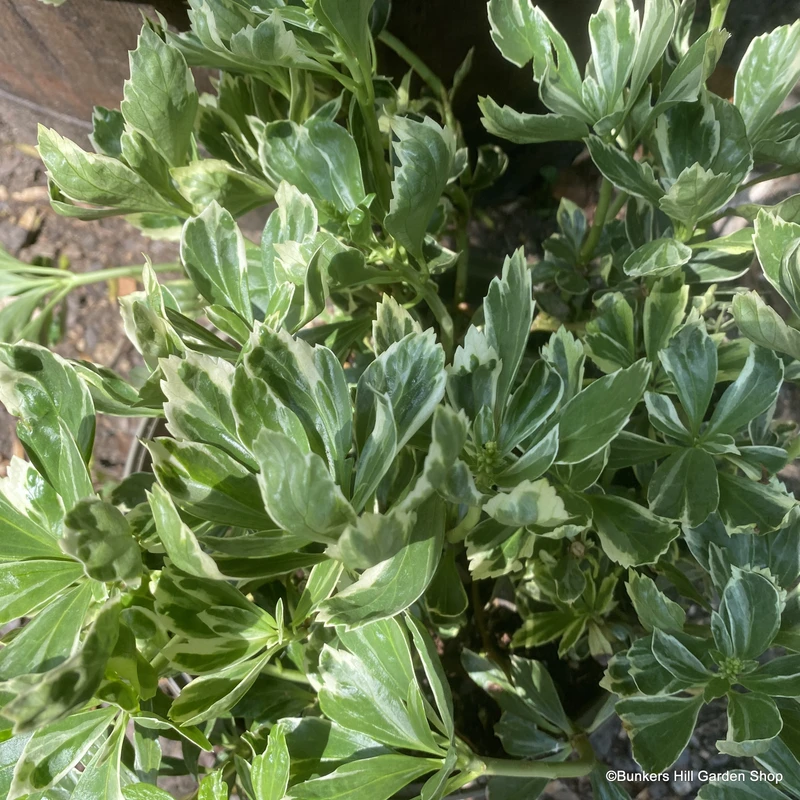 Pachysandra terminalis - 2ltr