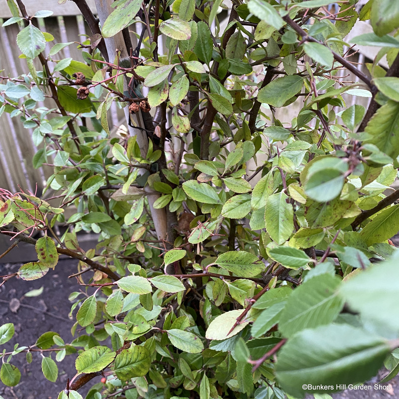 Pyracantha 'Red Column' (Firethorn) - 3L