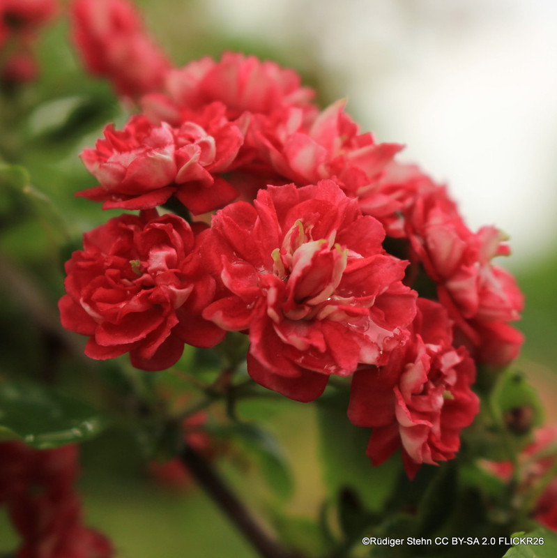 Crataegus 'Paul’s Scarlet' - 10ltr