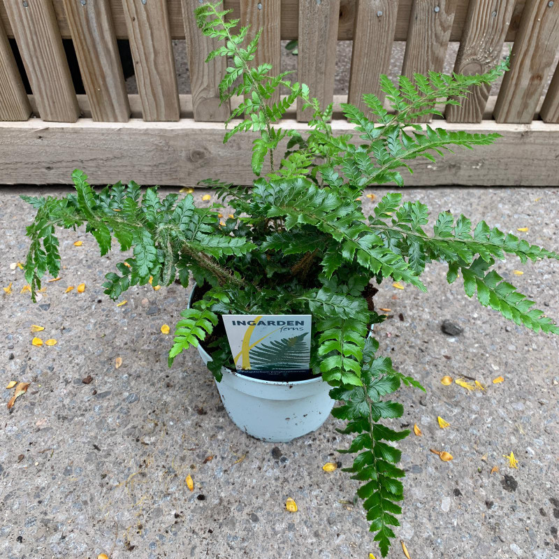 Polystichum polyblepharum 'Jade' (Fern)