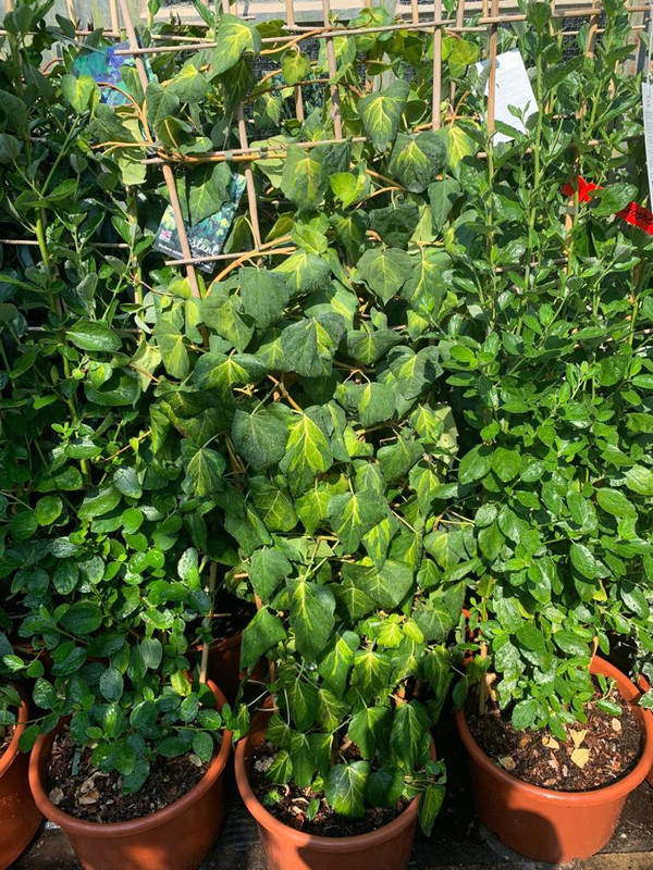 Hedera 'Paddy's Pride' - 1.2-1.5m trellis (Ivy) - Bunkers Hill Plant ...