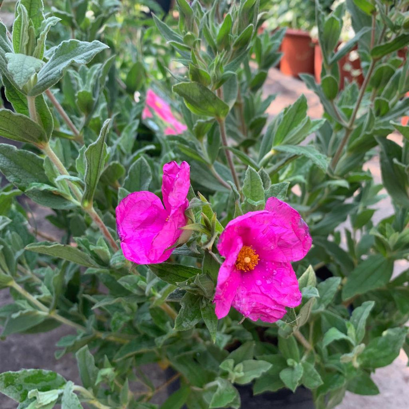 Cistus pulverlentus Sunset - 7.5L