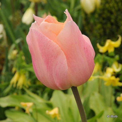 Tulip 'Apricot Beauty'