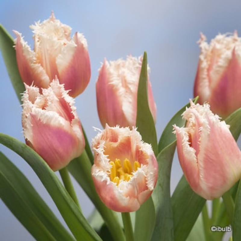 Tulip 'Bellsong' - PACK of 9 bulbs