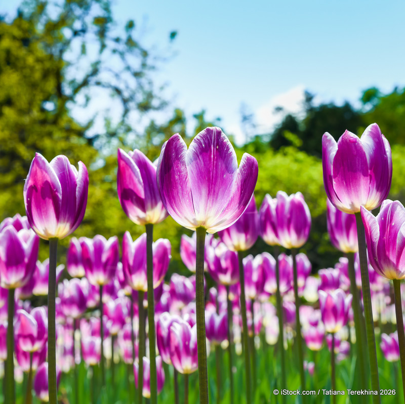 Tulip 'Atlantis' bulbs