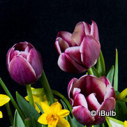 Tulip 'Arabian Mystery' - PACK of 6 bulbs