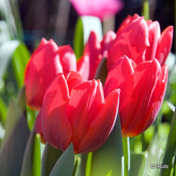 Tulip 'Couleur Cardinal' - PACK of 5 bulbs