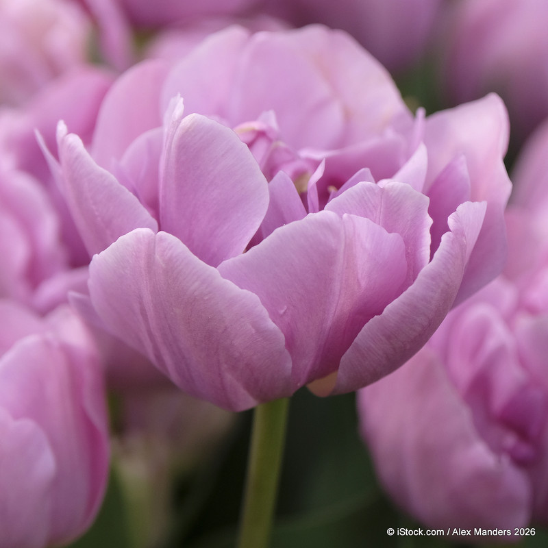 Tulip 'Bleu Aimable' bulbs