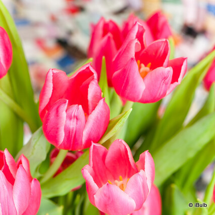 Tulip 'Christmas Marvel' - PACK of 6 bulbs