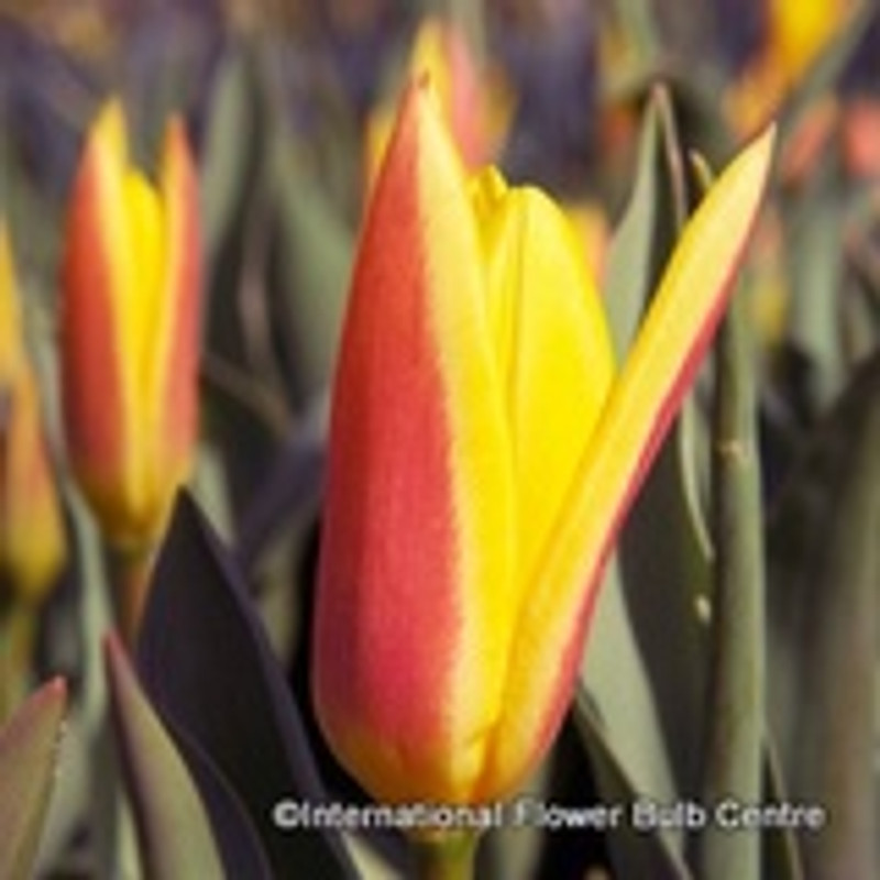 Tulip 'Giuseppe Verde' PACK of 10 bulbs