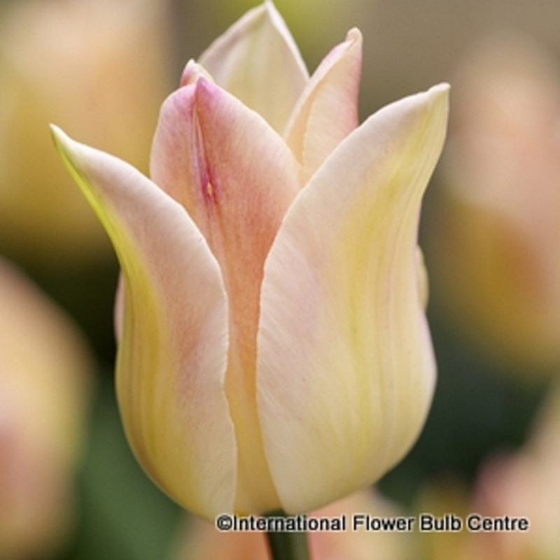 Tulip 'Elegant Lady - PACK of 10 bulbs