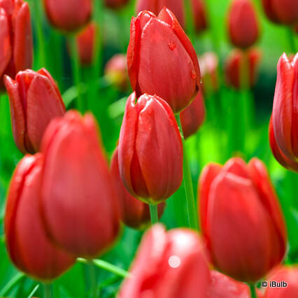 Tulip 'Cassini'