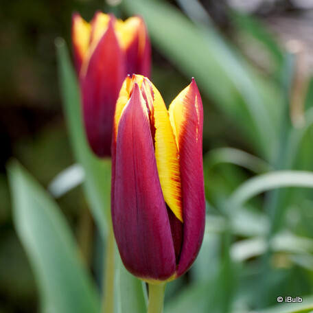 Tulip 'Gavota'