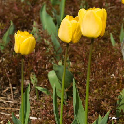 Tulip 'Golden Apeldoorn'