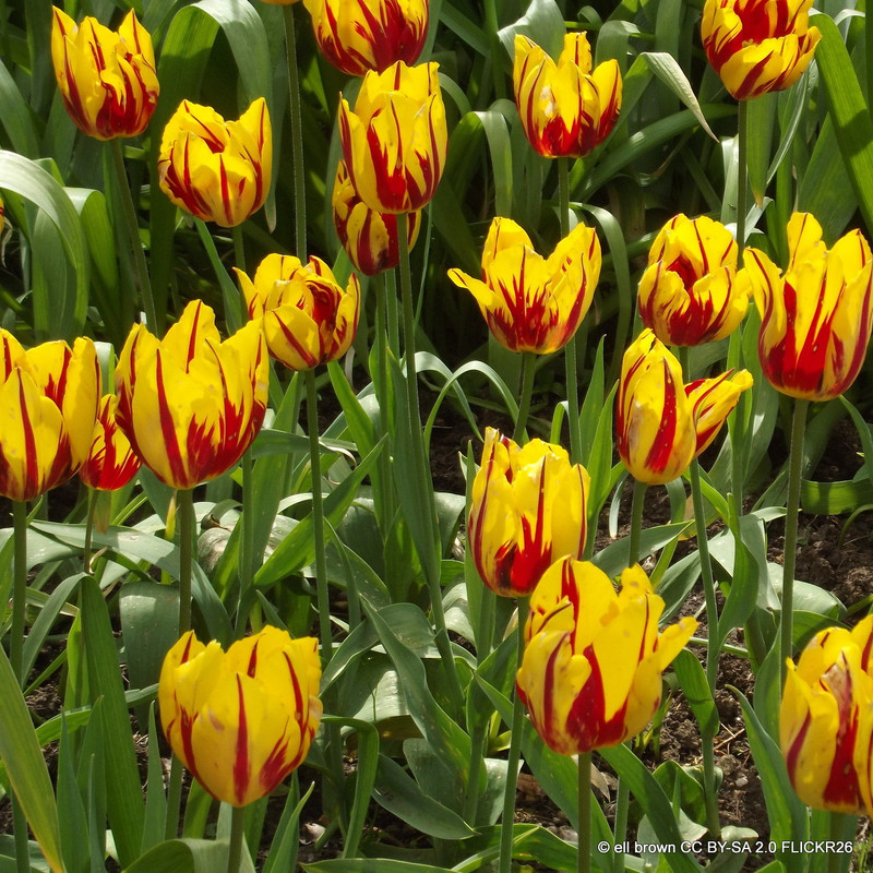 Tulip 'Mickey Mouse'