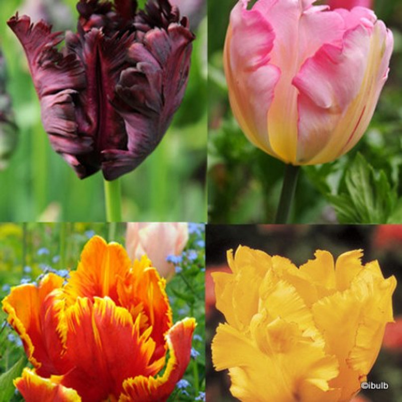 Tulip 'Mixed Parrot' - PACK of 7 bulbs