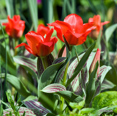 Tulip 'Red Riding Hood
