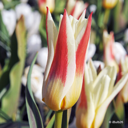 Tulip 'Heart's Delight' Bulbs