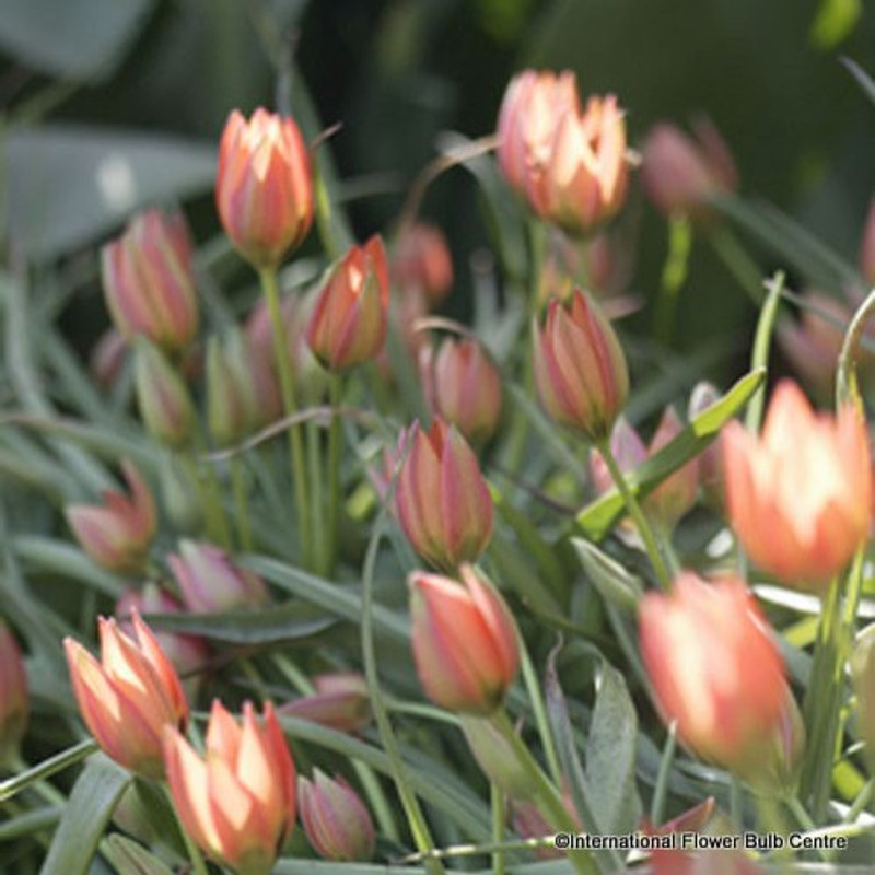 Tulip 'Little Princess' - Pack of 11 bulbs