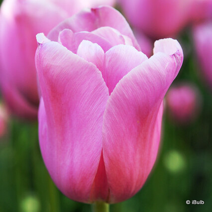 Tulip 'Mistress'
