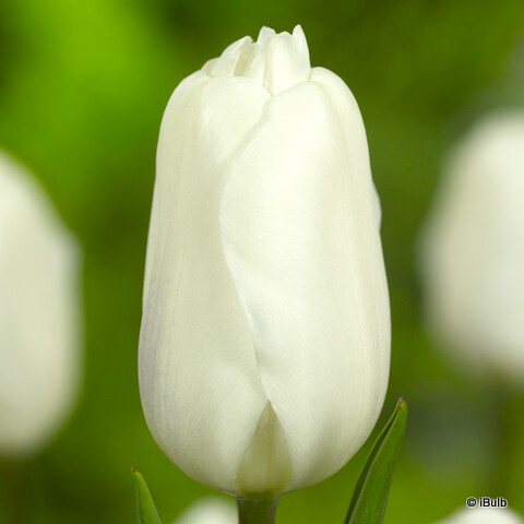 Tulip 'White Flag'