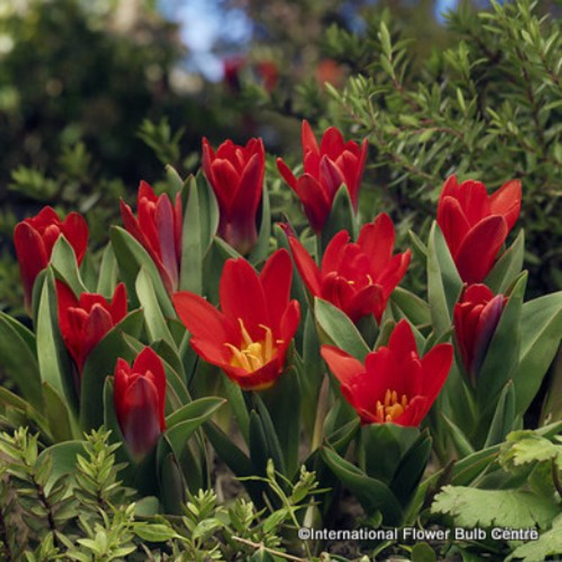 Tulip 'Scarlet Baby' PACK of 10 bulbs