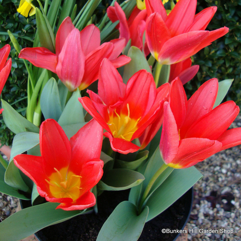 Tulip 'Scarlet Baby'