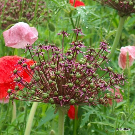 Allium 'Atropurpureum'
