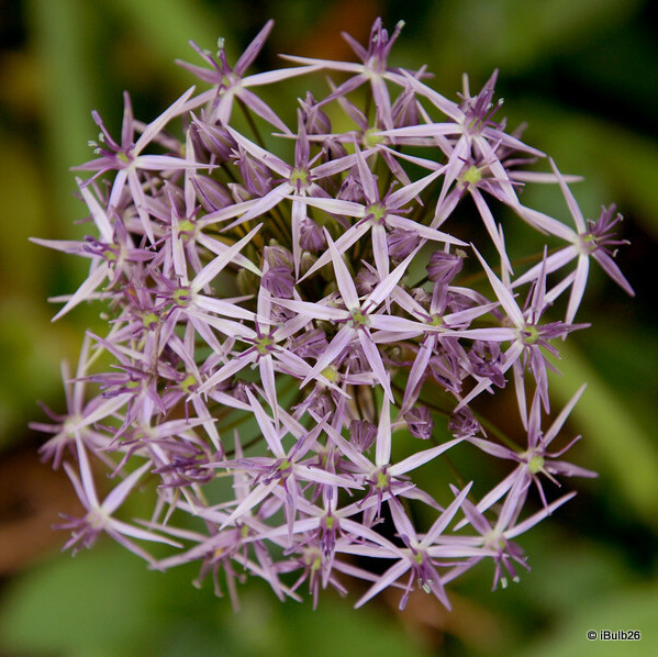 Allium Christophii