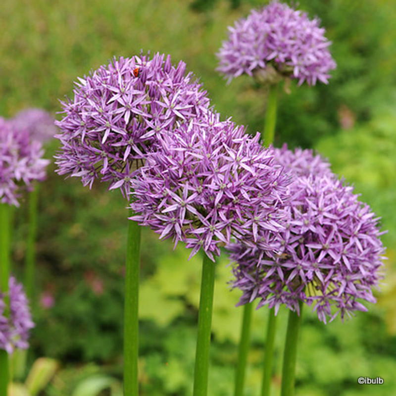 Allium 'Purple Sensation' - PACK of 5 bulbs