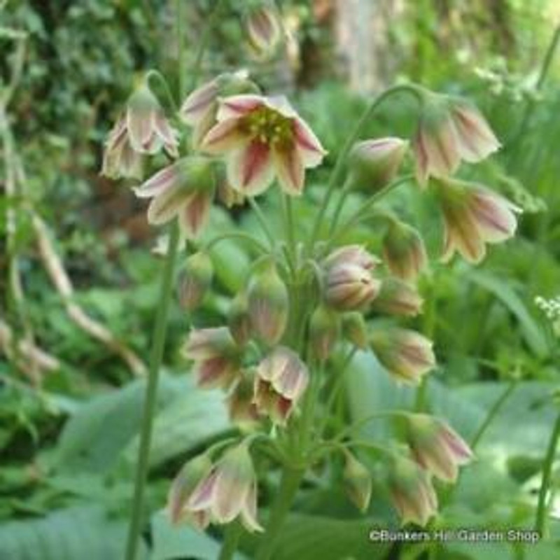 siculum (Nectaroscordum) Alliums BULK - 100 or 250 Bulbs