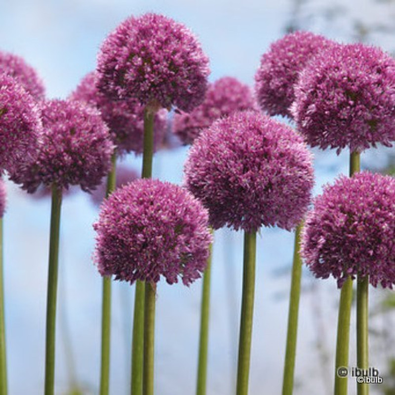 Allium 'His Excellency' - PACK of 1 bulb