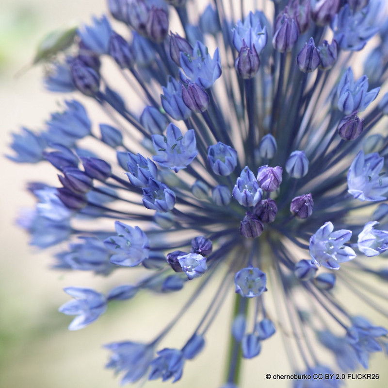 Allium azureum