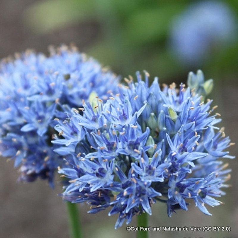 Allium azureum BULK - 100 or 250 Bulbs