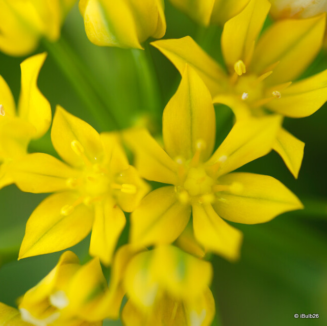 Allium 'Moly'