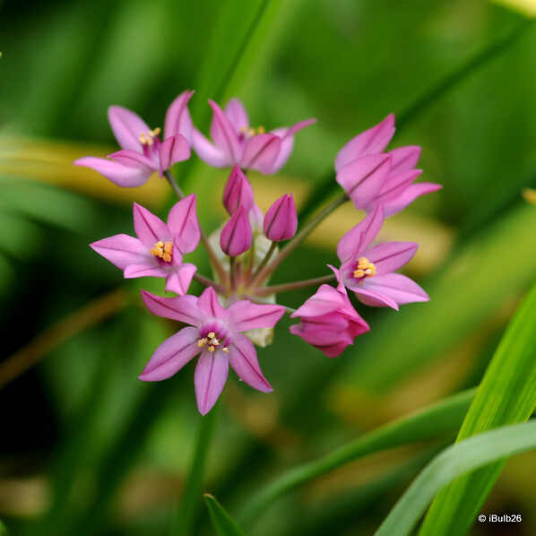 Allium 'Oreophilum' - PACK of 26 bulbs