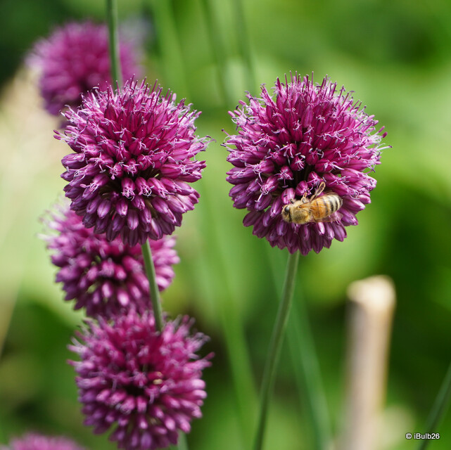 Allium sphaerocephalon (Drumsticks)