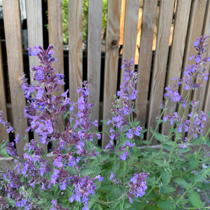 Nepeta 'Walkers Low' - 3ltr pot