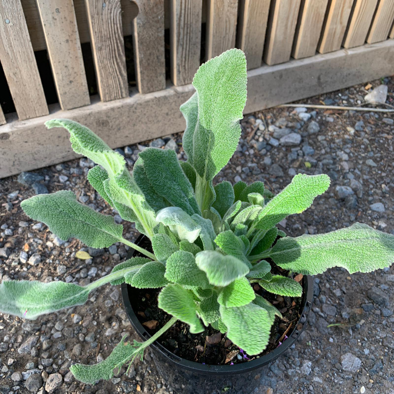 Stachys Byzantium - 3ltr pot